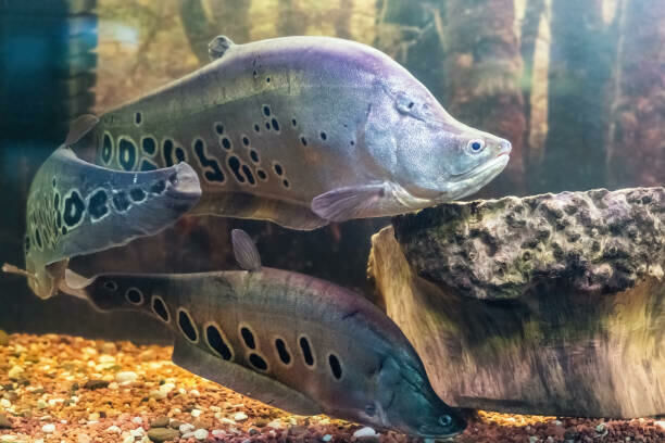 Imagem do Peixe Faca Palhaço